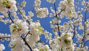 Preview wallpaper blossoms, snowy, spring, sky, leaves