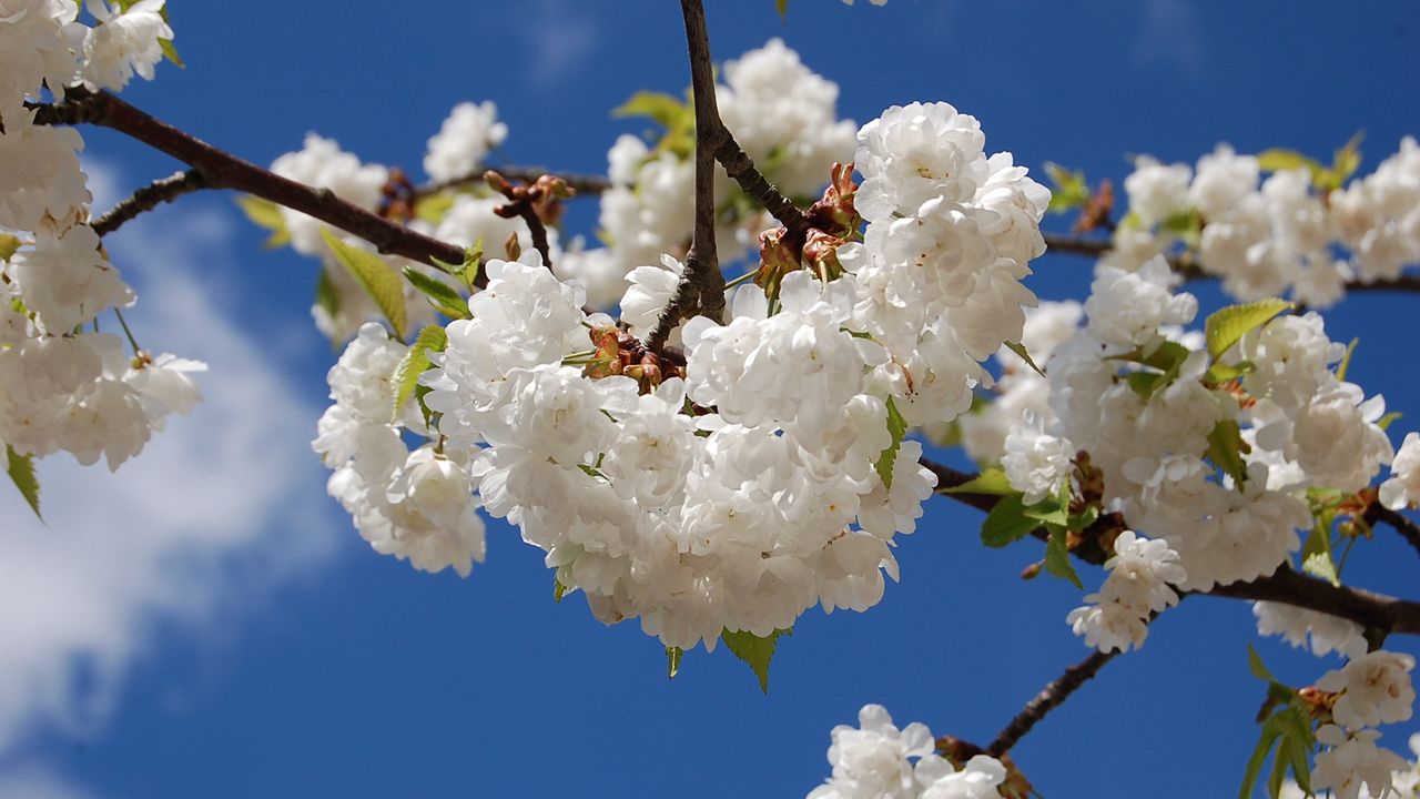 Wallpaper blossoms, snowy, spring, branches, leaves, mood, sky