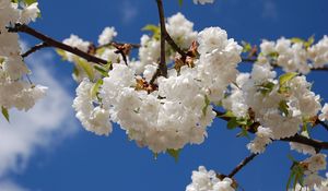 Preview wallpaper blossoms, snowy, spring, branches, leaves, mood, sky