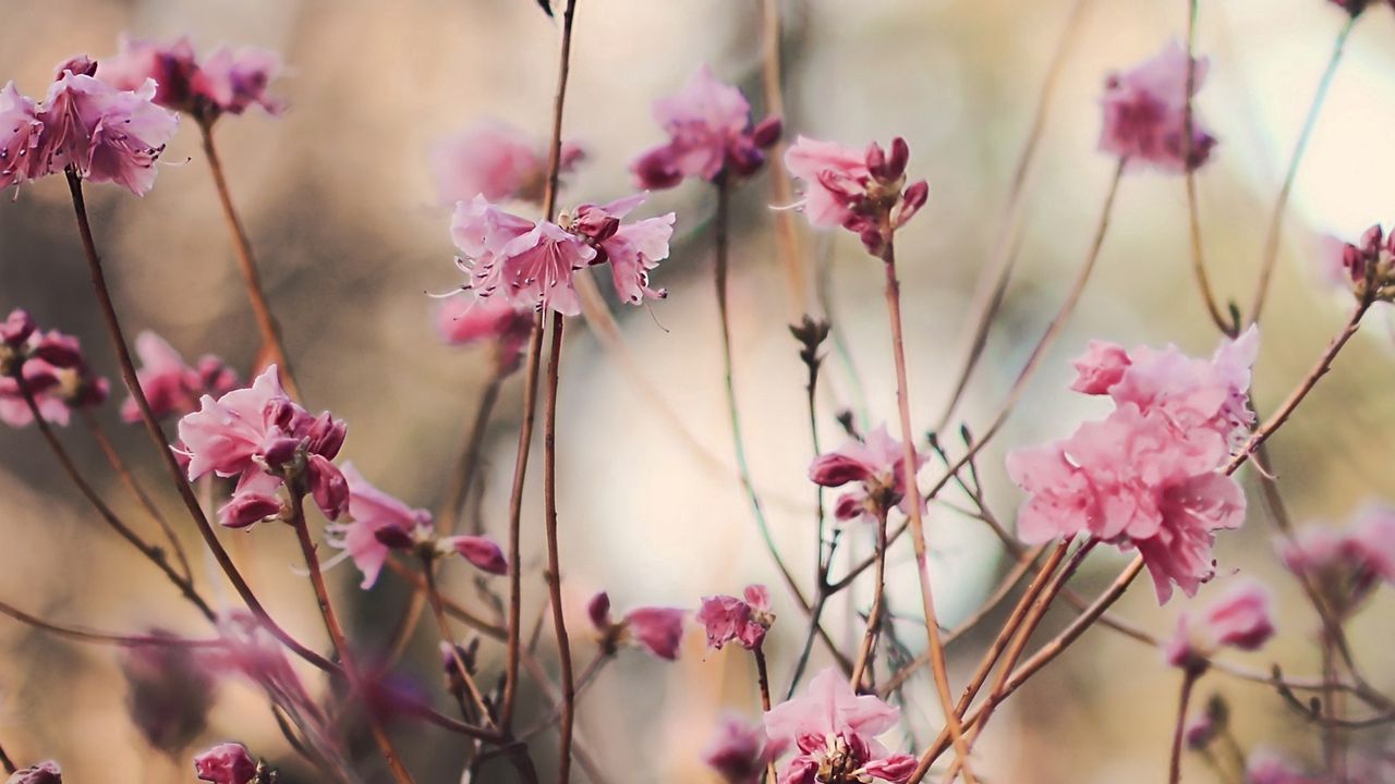 Wallpaper blossoms, twigs, buds, spring