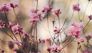 Preview wallpaper blossoms, twigs, buds, spring