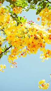 Preview wallpaper blossoms, twigs, greenery, sky, sunny, mood