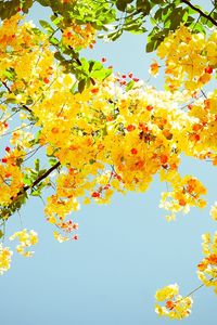 Preview wallpaper blossoms, twigs, greenery, sky, sunny, mood