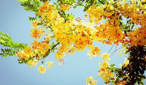 Preview wallpaper blossoms, twigs, greenery, sky, sunny, mood