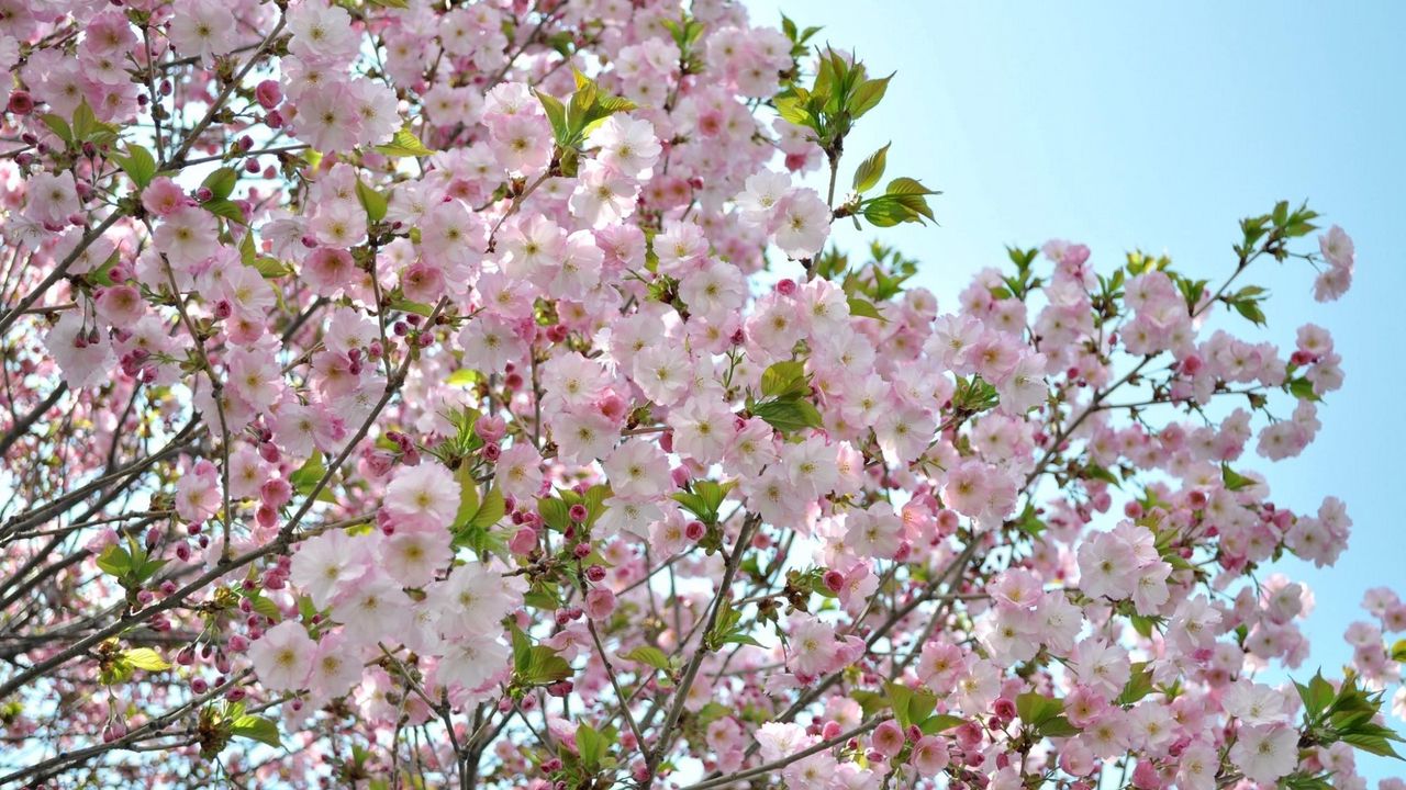 Wallpaper blossoms, twigs, leaves, sky, spring, mood