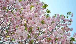 Preview wallpaper blossoms, twigs, leaves, sky, spring, mood