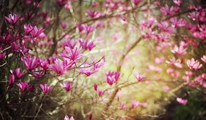 Preview wallpaper blossoms, twigs, spring, nature, shrub