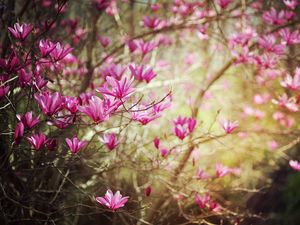 Preview wallpaper blossoms, twigs, spring, nature, shrub