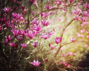 Preview wallpaper blossoms, twigs, spring, nature, shrub