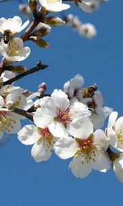 Preview wallpaper blossoms, twigs, spring, sky, bees, pollination