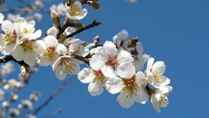 Preview wallpaper blossoms, twigs, spring, sky, bees, pollination