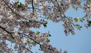 Preview wallpaper blossoms, twigs, spring, sky, foliage