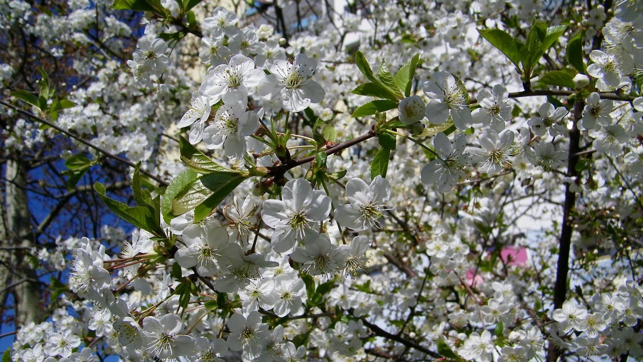 Wallpaper blossoms, twigs, spring, leaves, mood