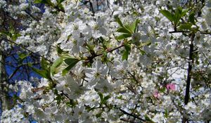 Preview wallpaper blossoms, twigs, spring, leaves, mood