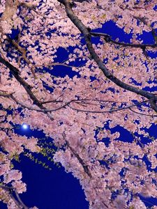 Preview wallpaper blossoms, twigs, spring, night, beam, beauty