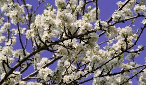 Preview wallpaper blossoms, twigs, spring, sky, evening