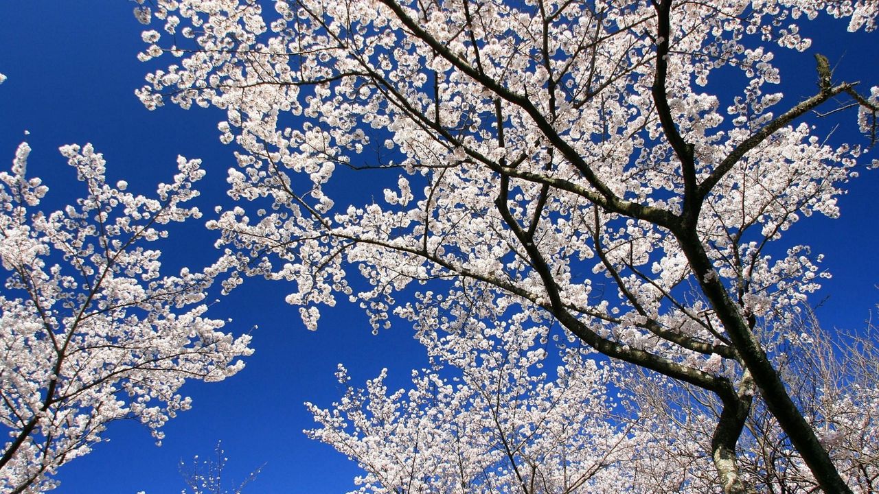 Wallpaper blossoms, twigs, spring, sky, mood