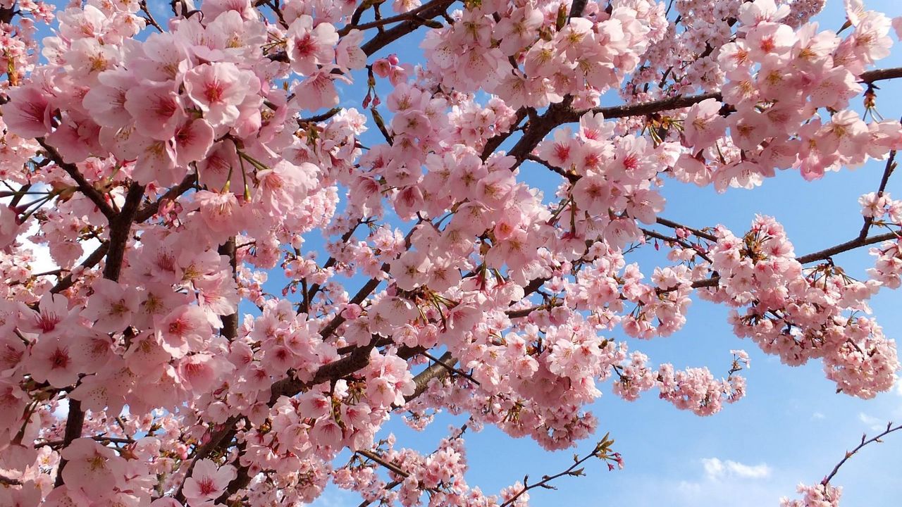 Wallpaper blossoms, twigs, spring, sky, mood, beauty