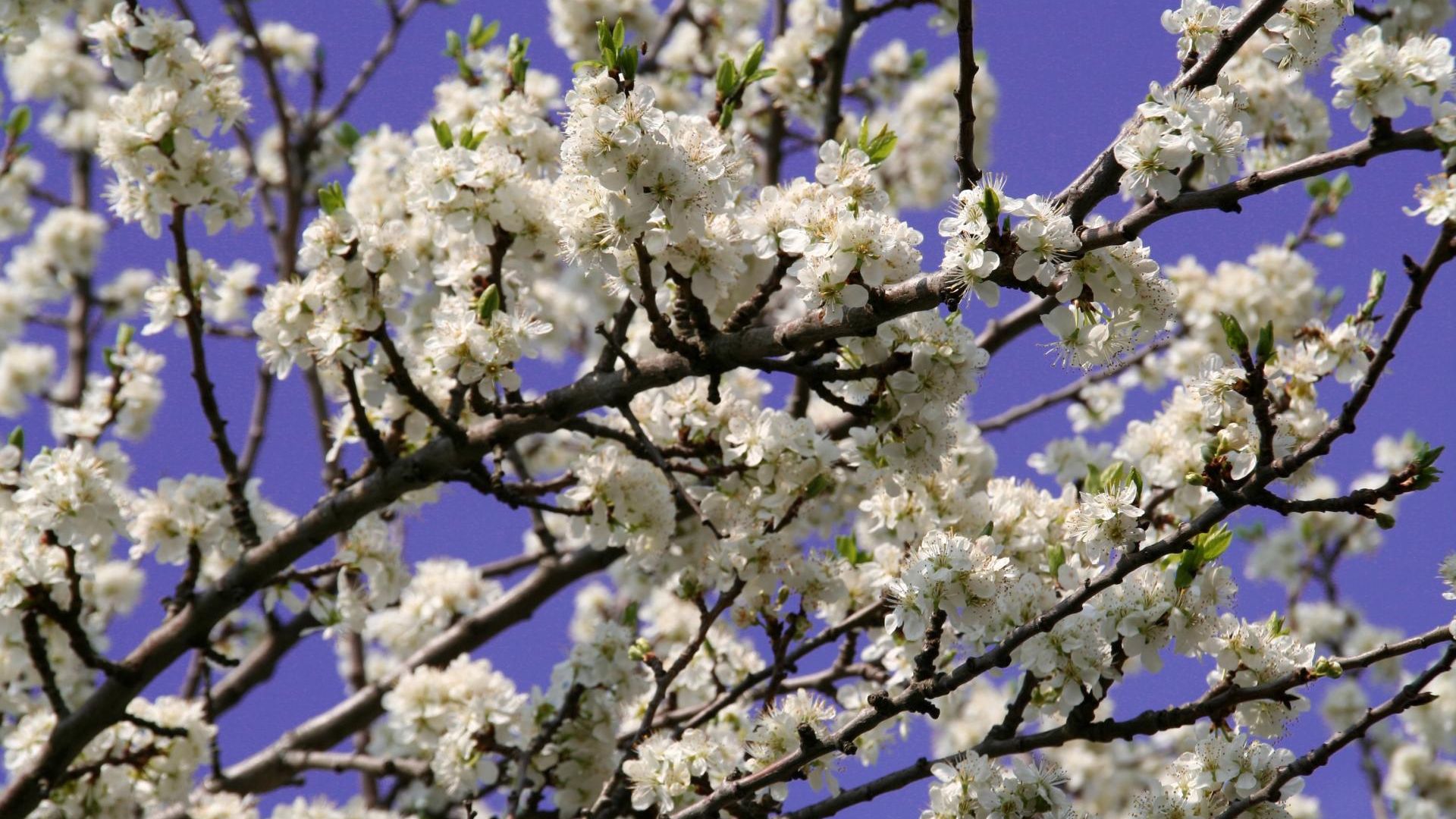 Download wallpaper 1920x1080 blossoms, twigs, spring, sky, evening full ...