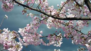Preview wallpaper blossoms, twigs, tree, spring, sky, cloudy