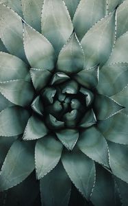 Preview wallpaper blue agave, agave, symmetry, plant, leaves