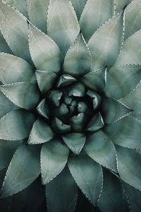 Preview wallpaper blue agave, agave, symmetry, plant, leaves