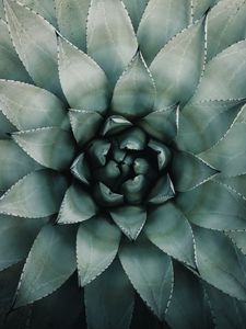 Preview wallpaper blue agave, agave, symmetry, plant, leaves