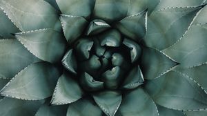 Preview wallpaper blue agave, agave, symmetry, plant, leaves