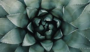 Preview wallpaper blue agave, agave, symmetry, plant, leaves