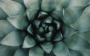 Preview wallpaper blue agave, agave, symmetry, plant, leaves