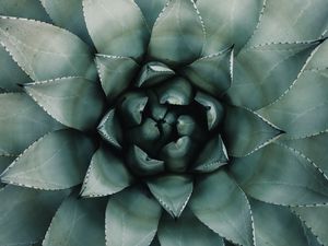 Preview wallpaper blue agave, agave, symmetry, plant, leaves