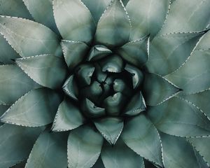 Preview wallpaper blue agave, agave, symmetry, plant, leaves