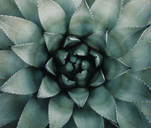 Preview wallpaper blue agave, agave, symmetry, plant, leaves