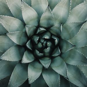 Preview wallpaper blue agave, agave, symmetry, plant, leaves