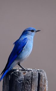 Preview wallpaper blue bird, color, bird, tree stump, sitting, wings