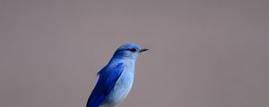 Preview wallpaper blue bird, color, bird, tree stump, sitting, wings