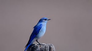 Preview wallpaper blue bird, color, bird, tree stump, sitting, wings