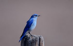 Preview wallpaper blue bird, color, bird, tree stump, sitting, wings