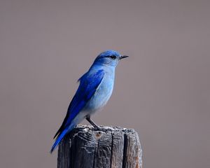 Preview wallpaper blue bird, color, bird, tree stump, sitting, wings