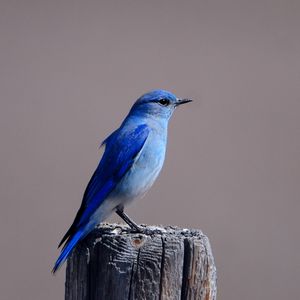 Preview wallpaper blue bird, color, bird, tree stump, sitting, wings