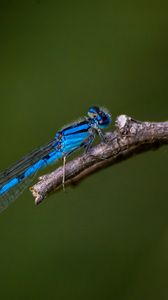 Preview wallpaper blue damselfly, dragonfly, insect, macro