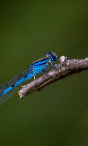 Preview wallpaper blue damselfly, dragonfly, insect, macro