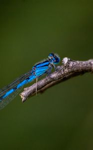 Preview wallpaper blue damselfly, dragonfly, insect, macro