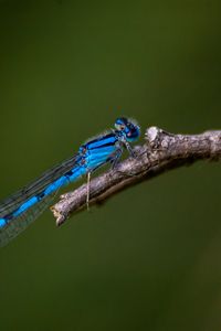 Preview wallpaper blue damselfly, dragonfly, insect, macro