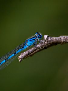 Preview wallpaper blue damselfly, dragonfly, insect, macro