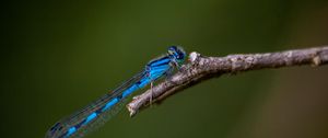 Preview wallpaper blue damselfly, dragonfly, insect, macro