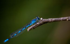 Preview wallpaper blue damselfly, dragonfly, insect, macro