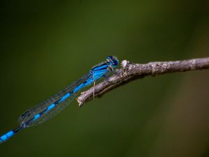 Preview wallpaper blue damselfly, dragonfly, insect, macro