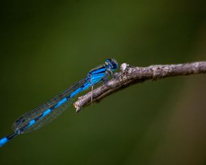 Preview wallpaper blue damselfly, dragonfly, insect, macro