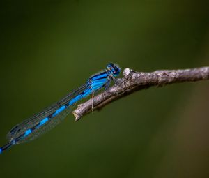Preview wallpaper blue damselfly, dragonfly, insect, macro